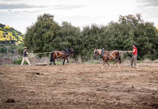 Imatge de capçalera de Recuperem espais agraris, amb tracció animal!