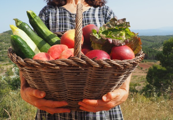 Imagen de cabecera de Verdures al Priorat! Enllacem ecologia i sostenibilitat