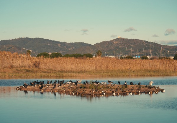 Save the Llobregat Delta! No to the airport expansion.'s header image